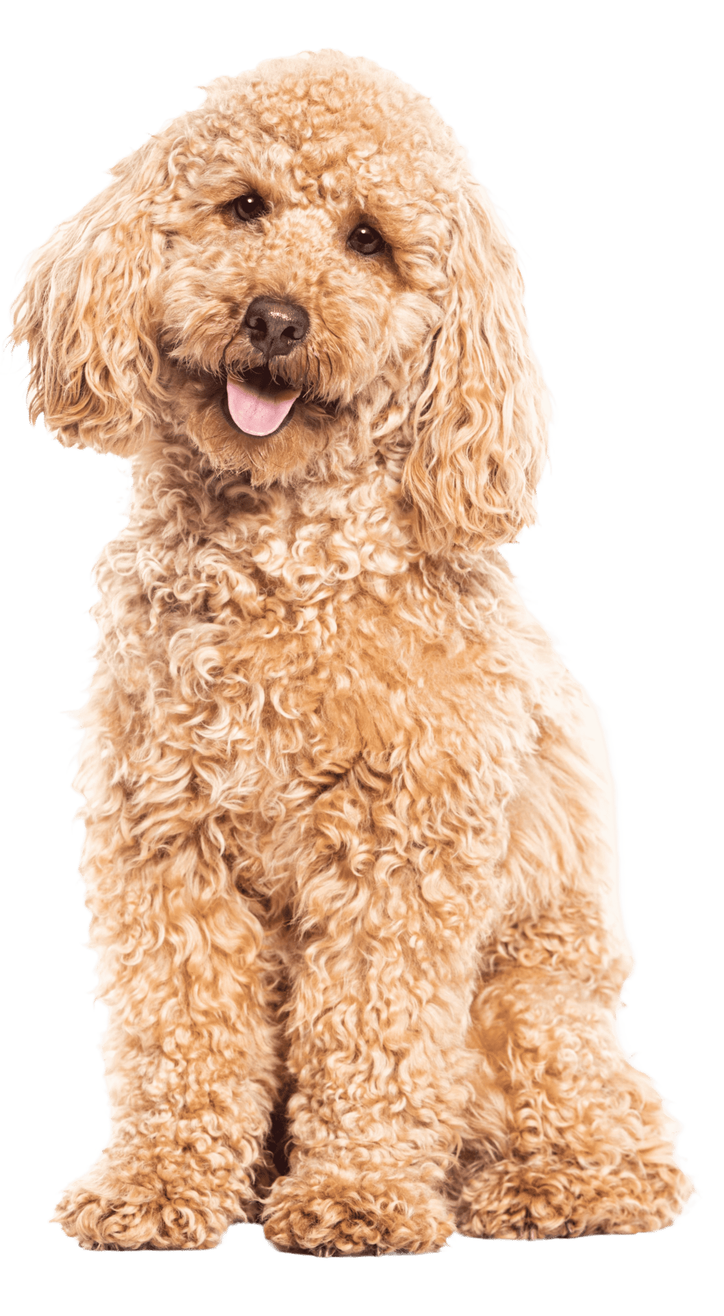 A curly-haired dog sitting and looking at the camera with its tongue out.