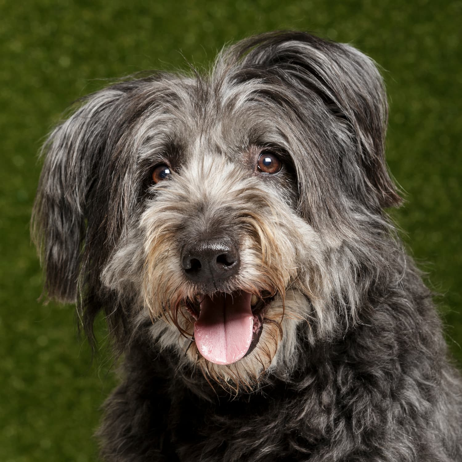 Gray and black fluffy dog with a happy expression and tongue out, sitting against a green background.