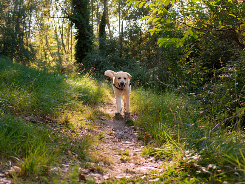 Can Your Dog Keep Up This September