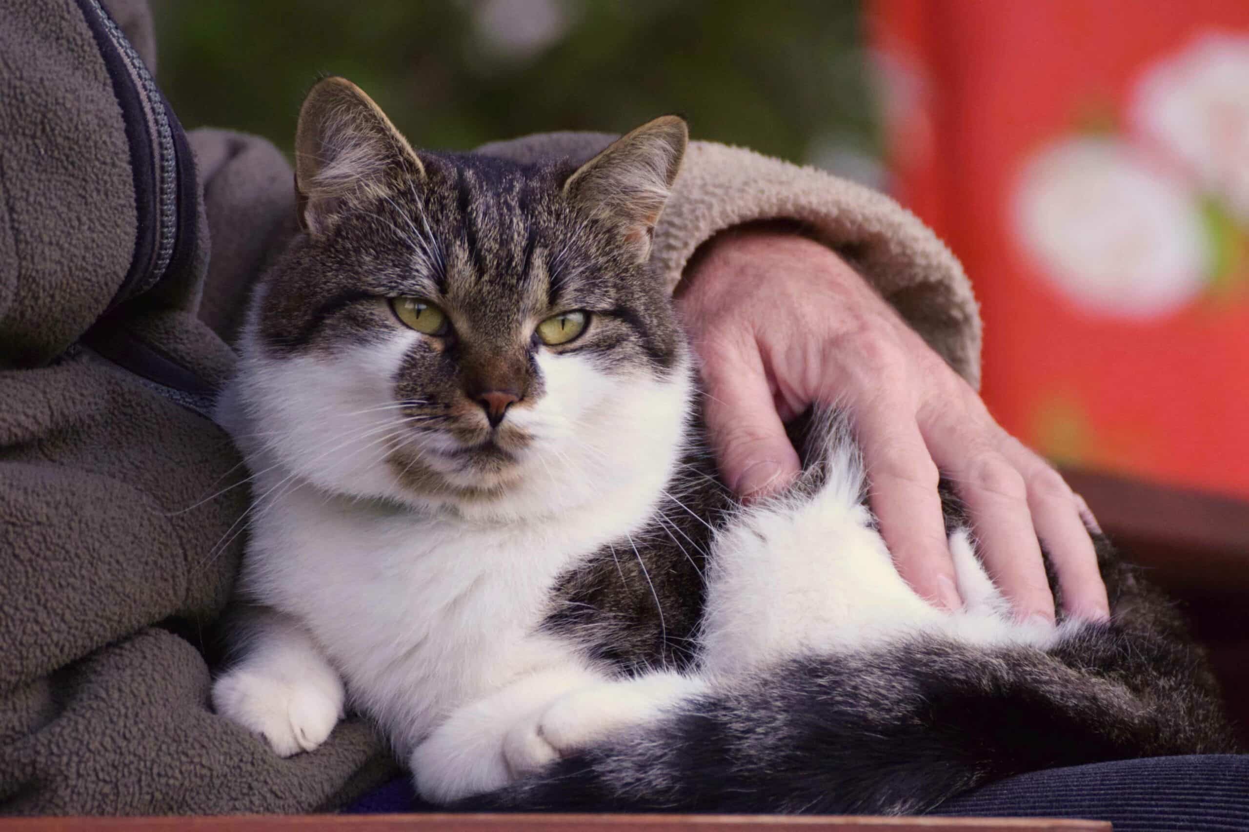 How to Get Started with Senior Pet Care