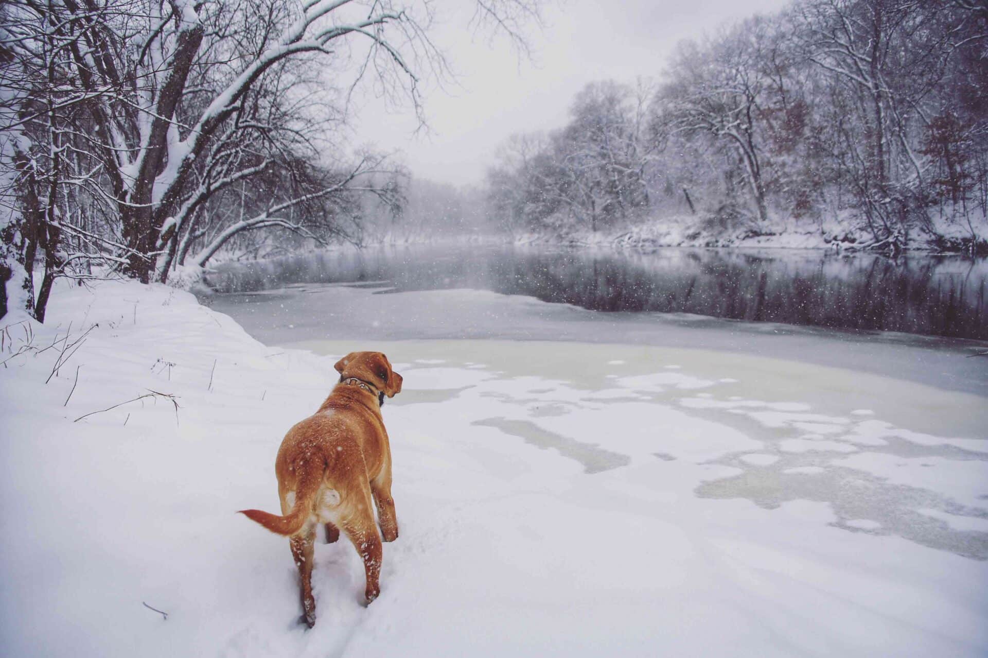 New Year, Stronger Steps: Helping Your Pet Recover From Winter Injuries