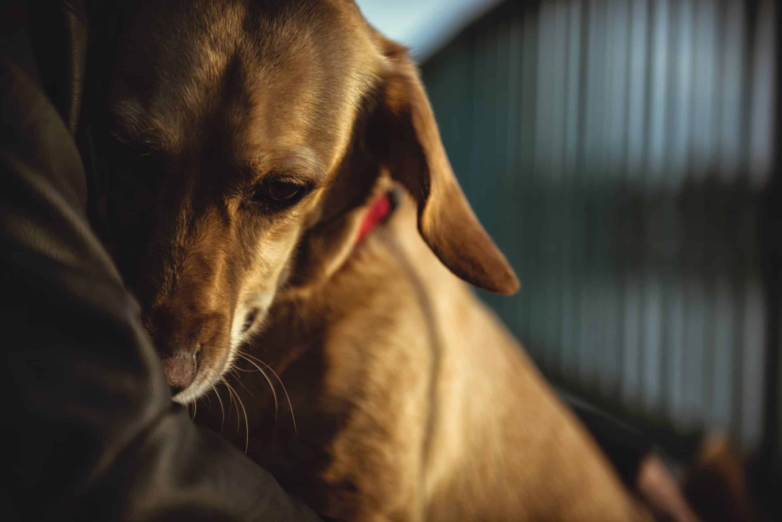 Recognizing the Signs of Aging in Pets