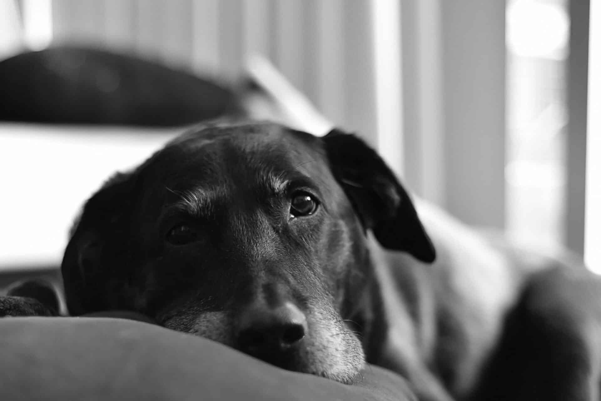 Is Your Pet Slowing Down? Signs They May Benefit from Rehabilitation