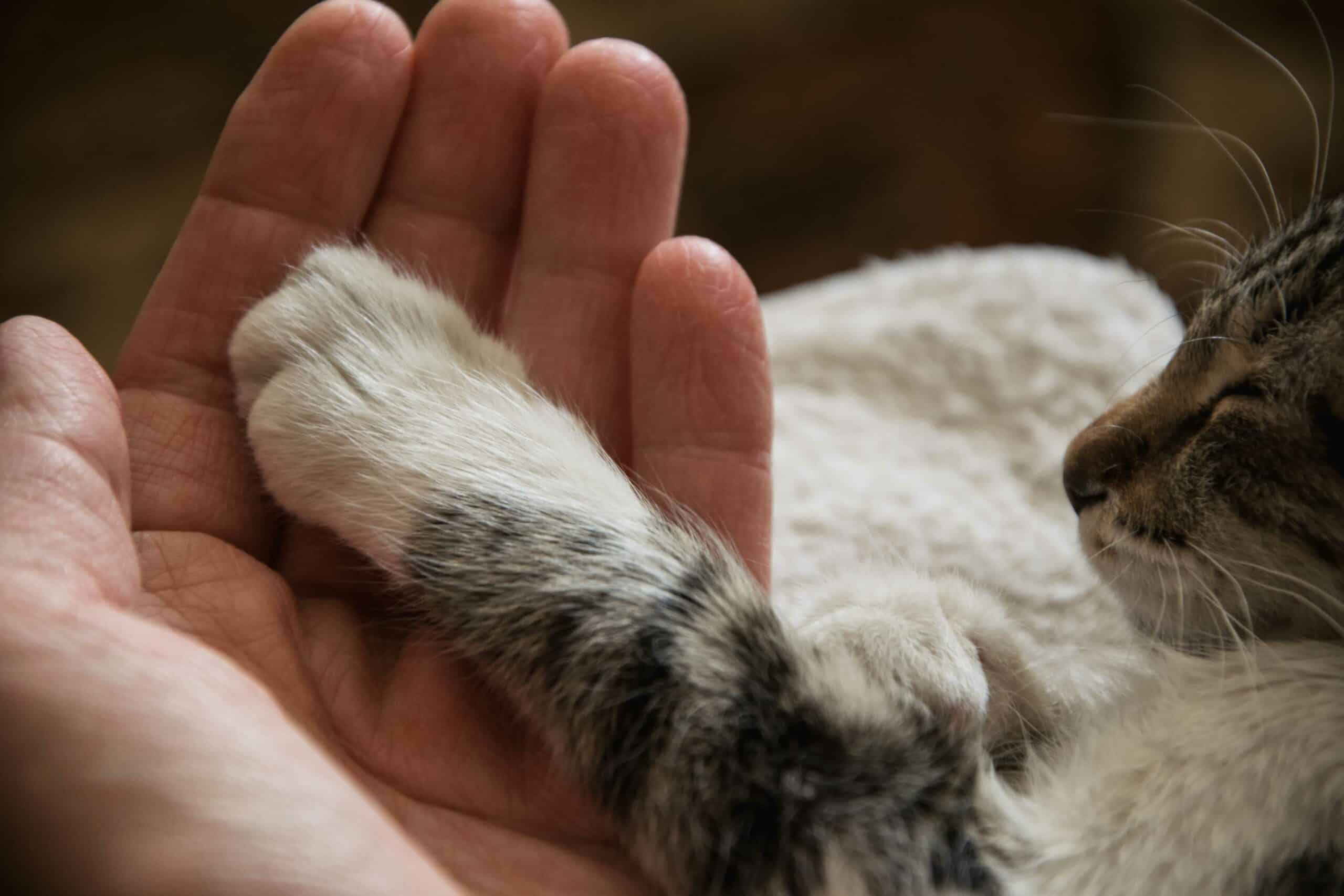 Specialized Senior Pet Services at Balanced Paws