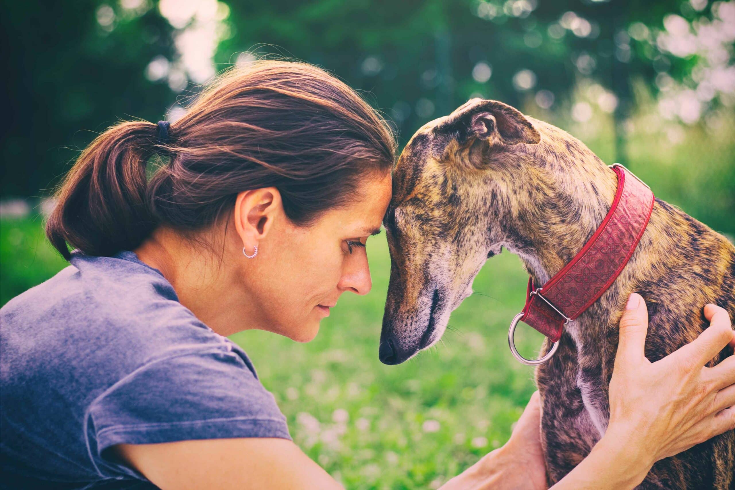 The Importance of Senior Pet Care