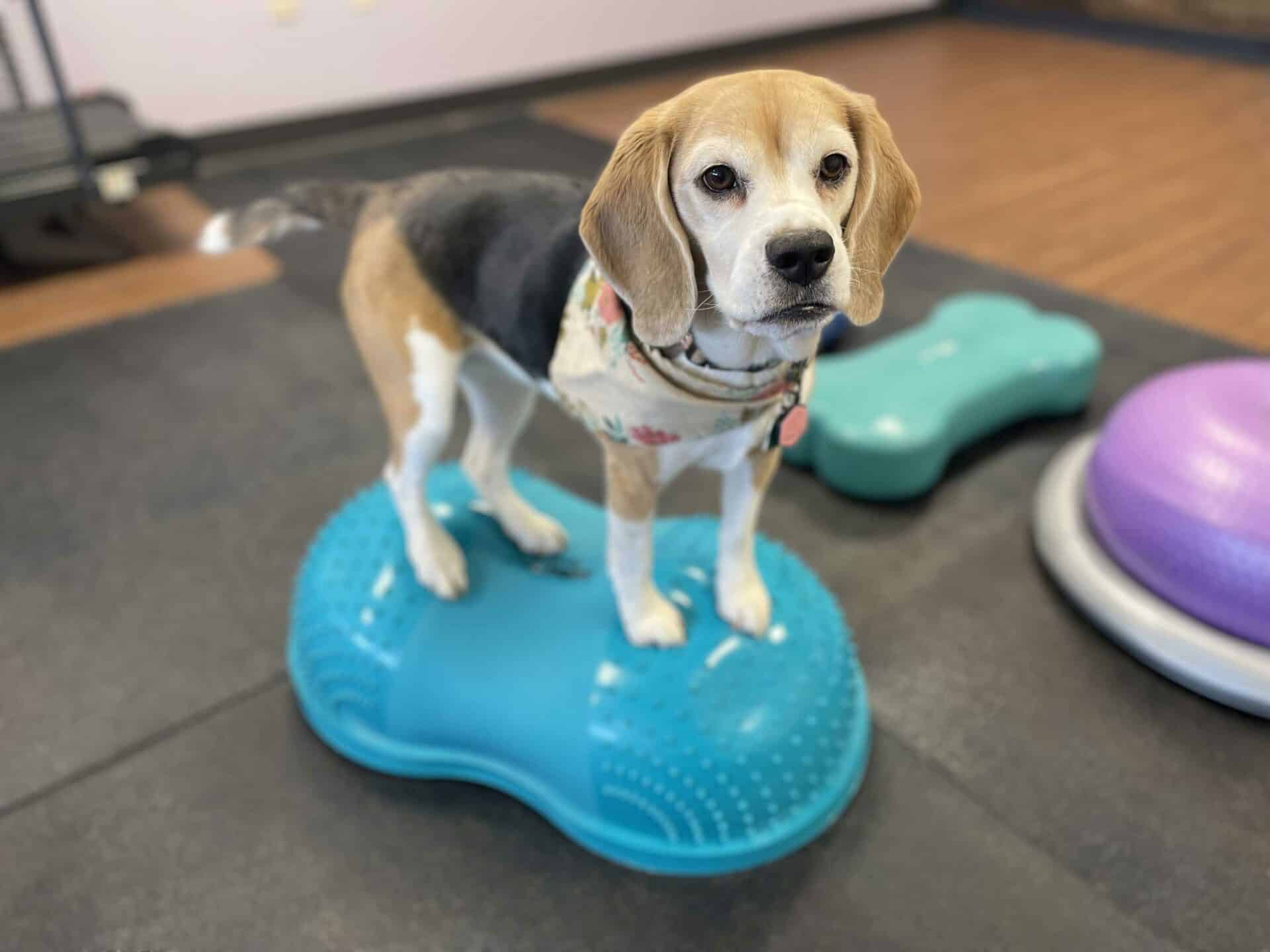 Therapeutic Exercise