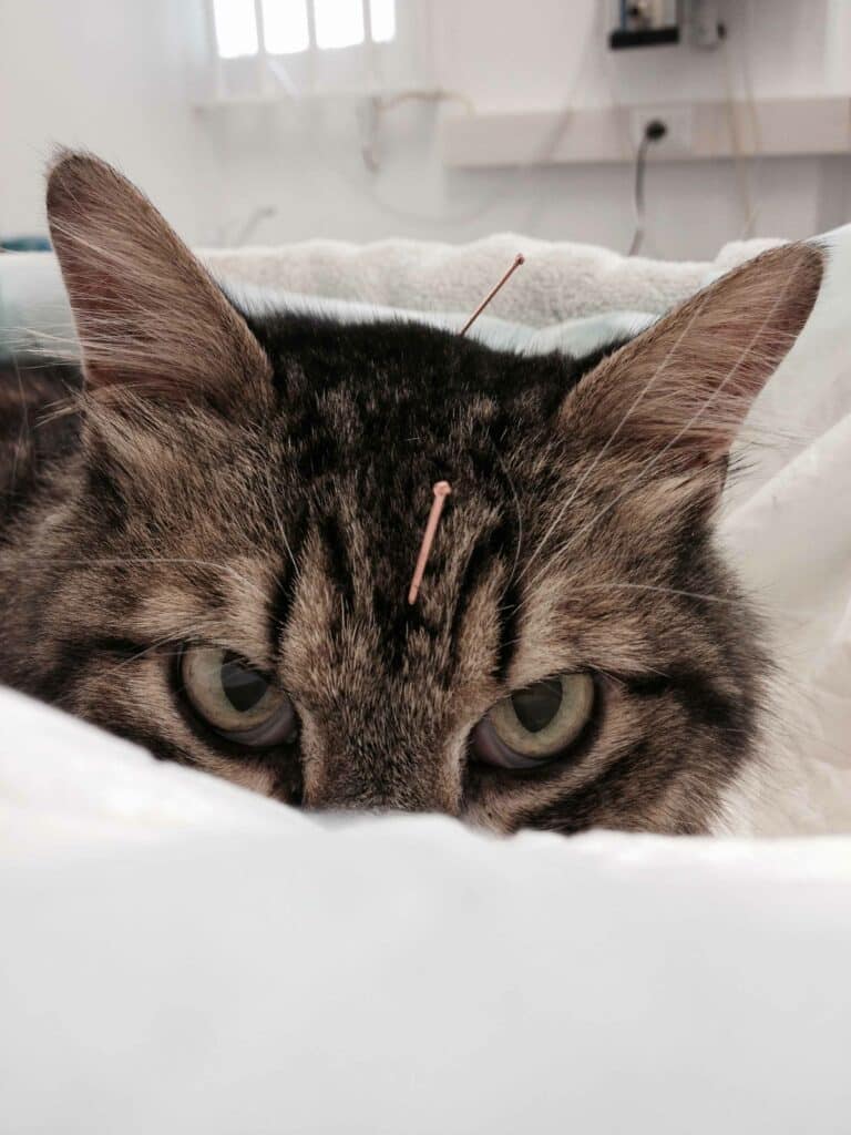 Picture of Acupuncture - Balanced Paws Veterinary Rehabilitation and Acupuncture