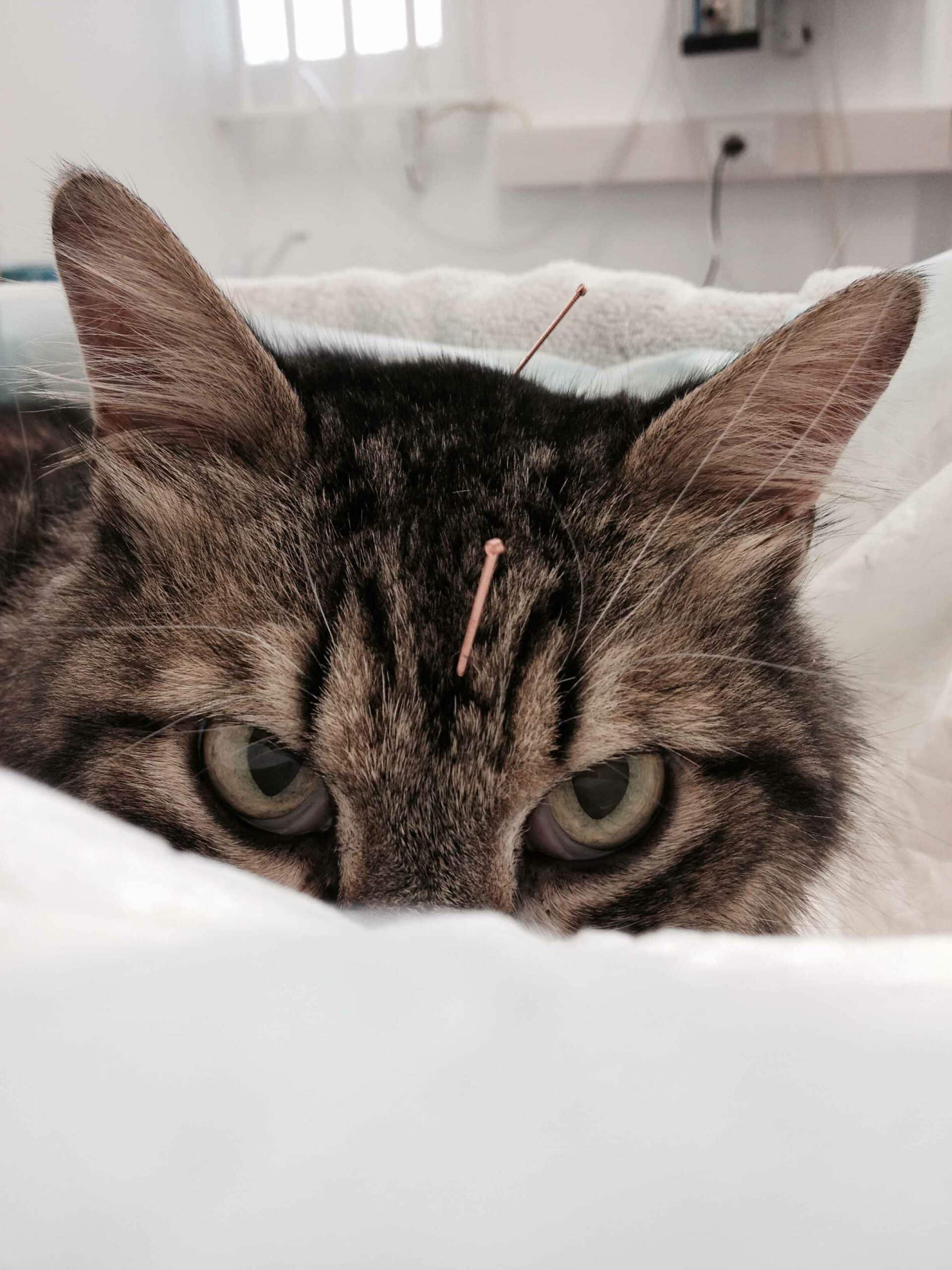 What is Acupuncture for Pets?