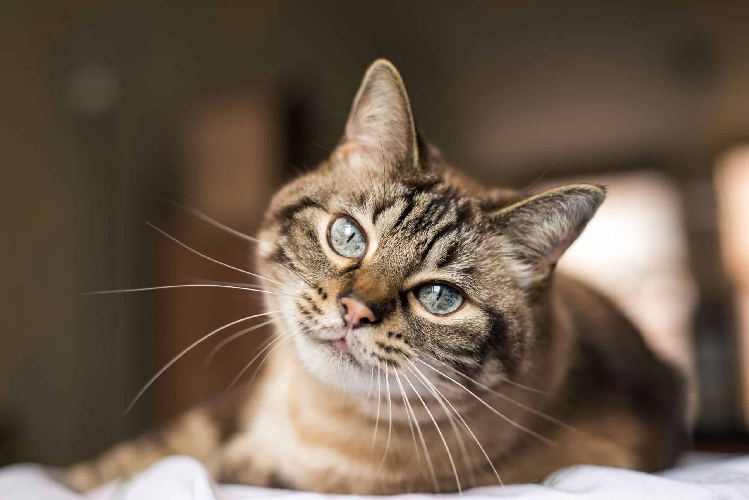 What is Laser Therapy for Pets?