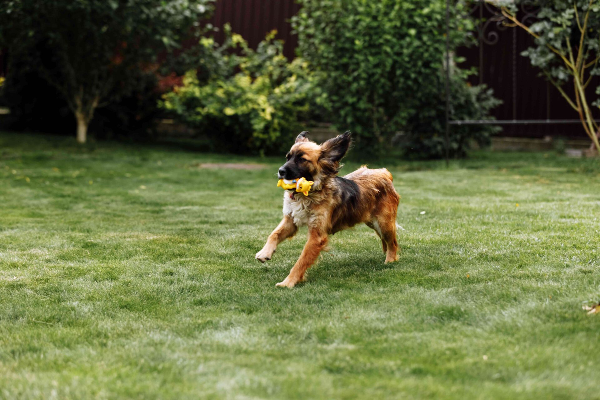 When Dog Rehabilitation Can Help Your Pet Stay Active