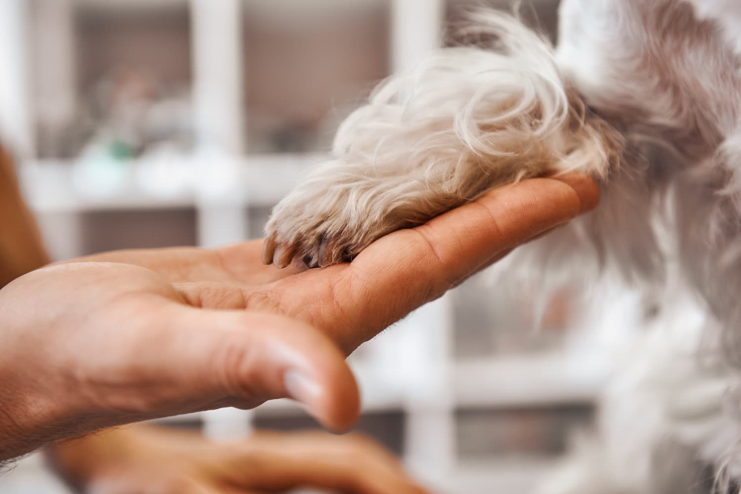 A human hand holding a fluffy dog's paw gently, with a blurred background.