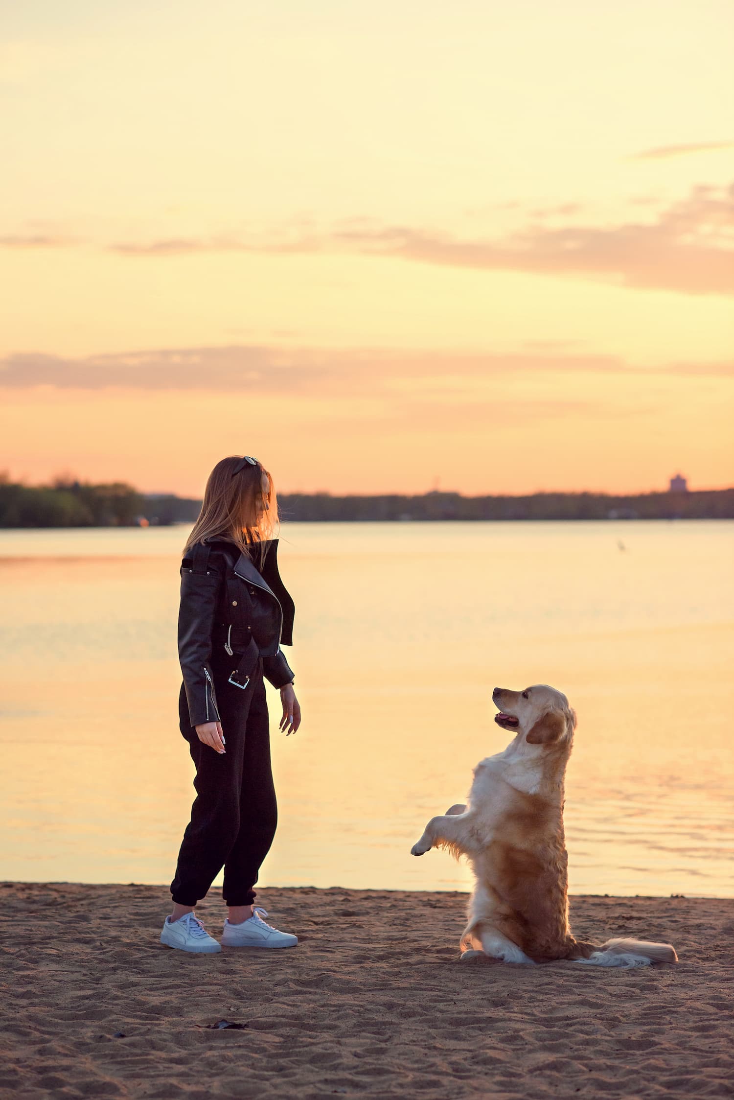 Person in a black jacket and pants stands on a sandy beach with a golden retriever sitting upright on hind legs. The background features a calm body of water and a sunset sky.