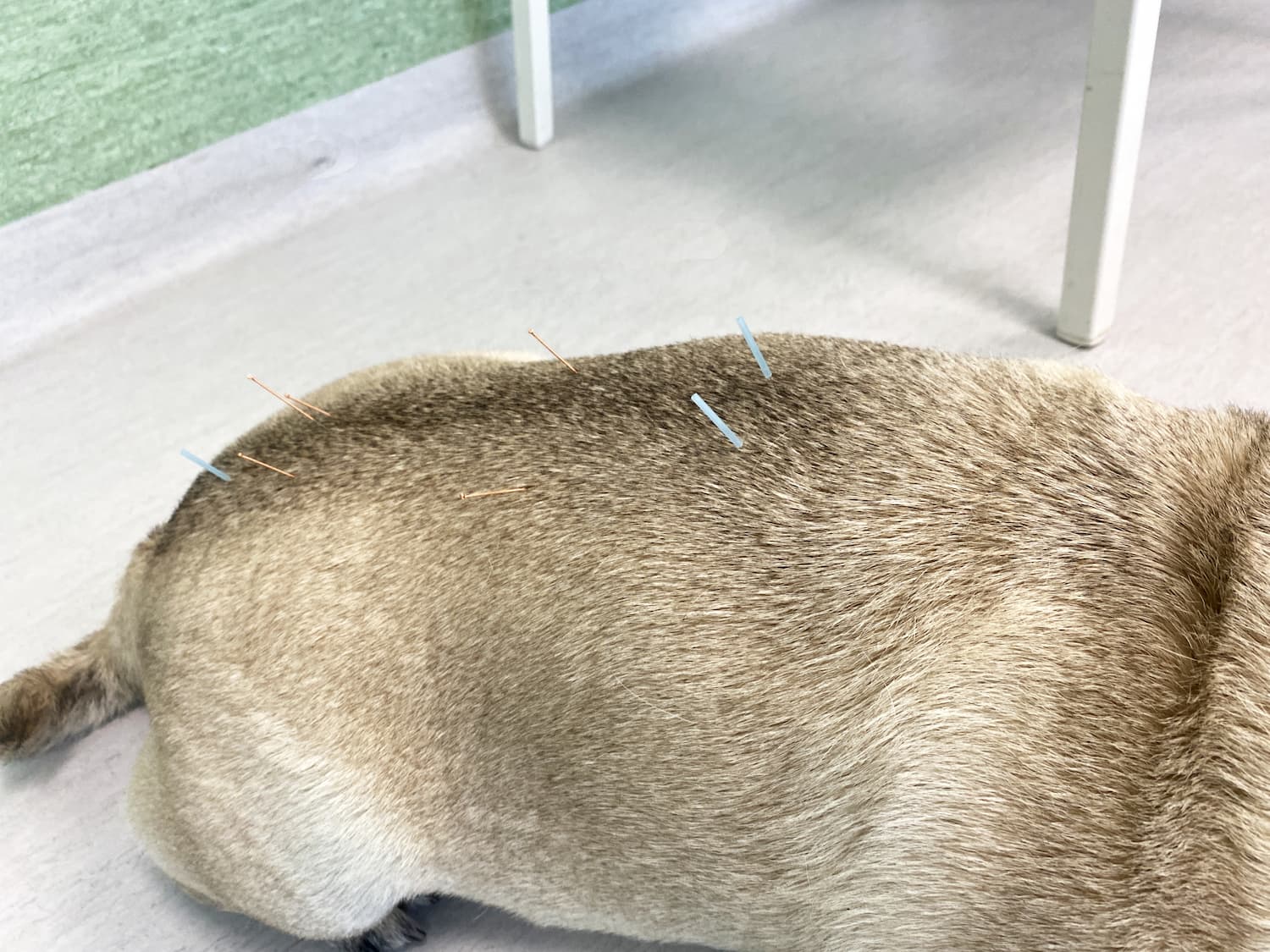 A dog lying on its side with several acupuncture needles inserted in its back.